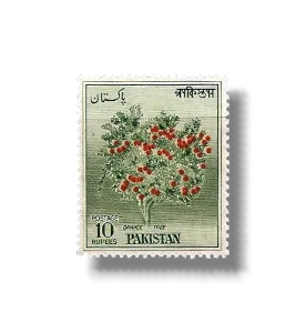 1963 PK208 Orange Tree (Citrus sinensis)