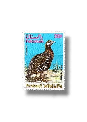 1975 PK394 Wild Life series 1 Black Francolin