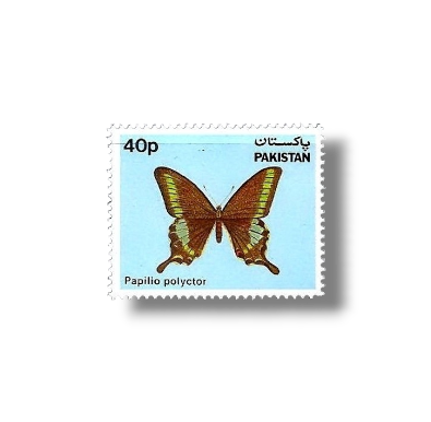 1983 PK591 Butterflies Common Peacock Papilio polyctor