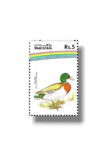 1992 PK881 Water Birds Mallard