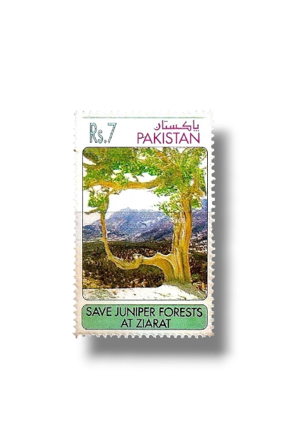 1993 PK908 Campaign to Save the Juniper Forest Ziarat