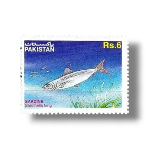 Fish European Pilchard Sardina pilchardus