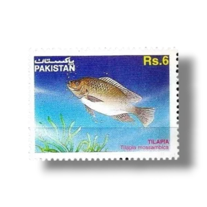 1995 PK964 Mozambique Tilapia Tilapia mossambica