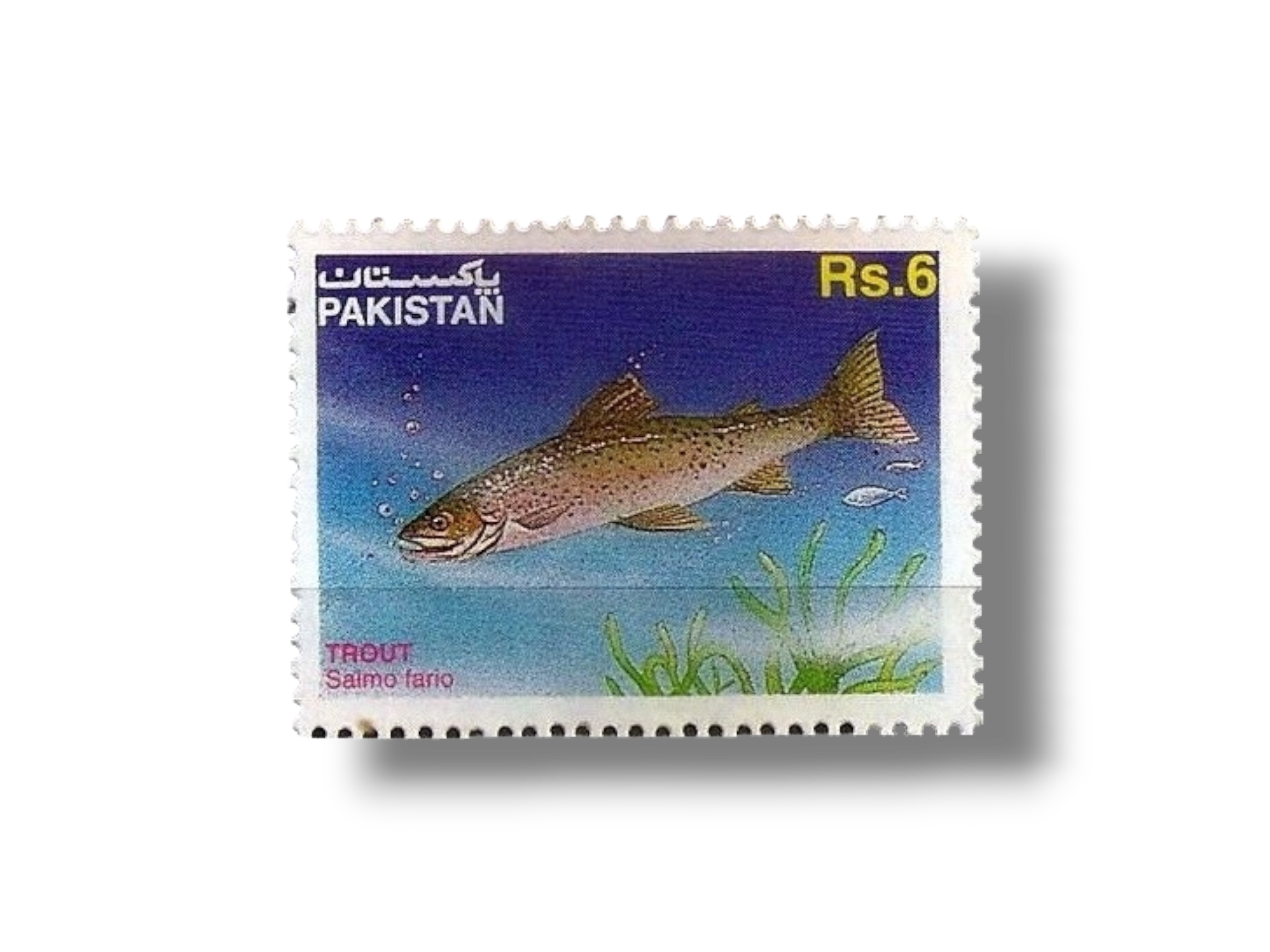 1995 PK965 Brown Trout Salmo trutta f fario