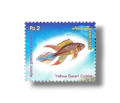 Popular Aquarium Varieties of Tropical fish