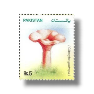 2005 PK1304 Mushrooms