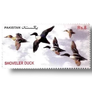 2012 PK1461 Migratory Birds Northern Shoveler (Anas clypeata)