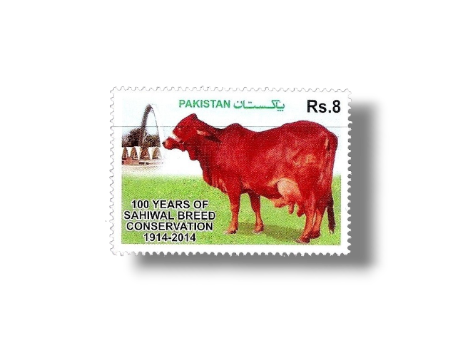 2014 PK1513 Sahiwal Cattle (Bos primigenius indicus)