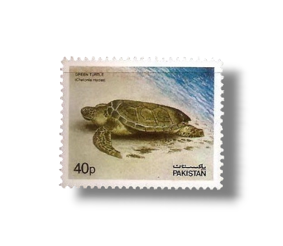 1981 PK560 Green Sea Turtle Chelonia mydas