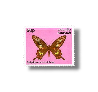 1983 PK592 Butterflies Common Rose Polydorus aristoichiae