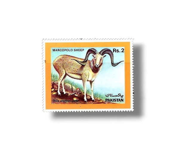 1986 PK702 Marco Polo Sheep Ovis ammon polii