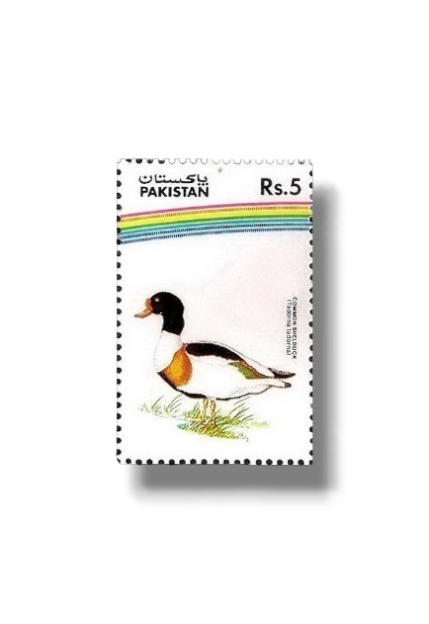 1992 PK893 Water Birds Common Shelduck