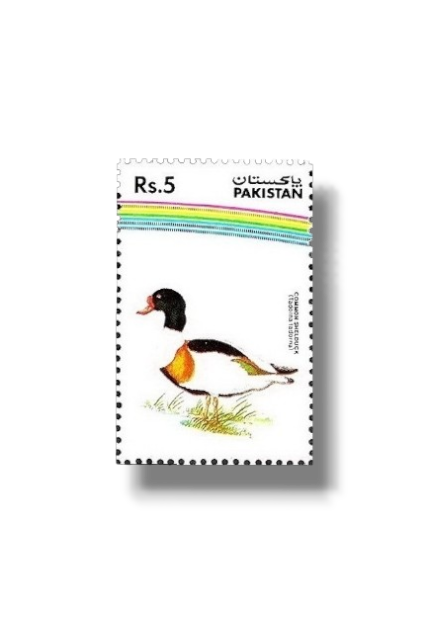 1992 PK894 Water Birds Common Shelduck