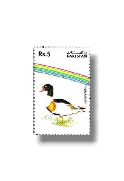 1992 PK895 Water Birds Common Shelduck