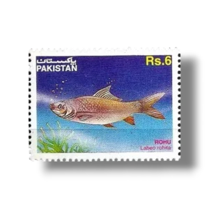1995 PK966 Indian Grass Carp Labeo rohita