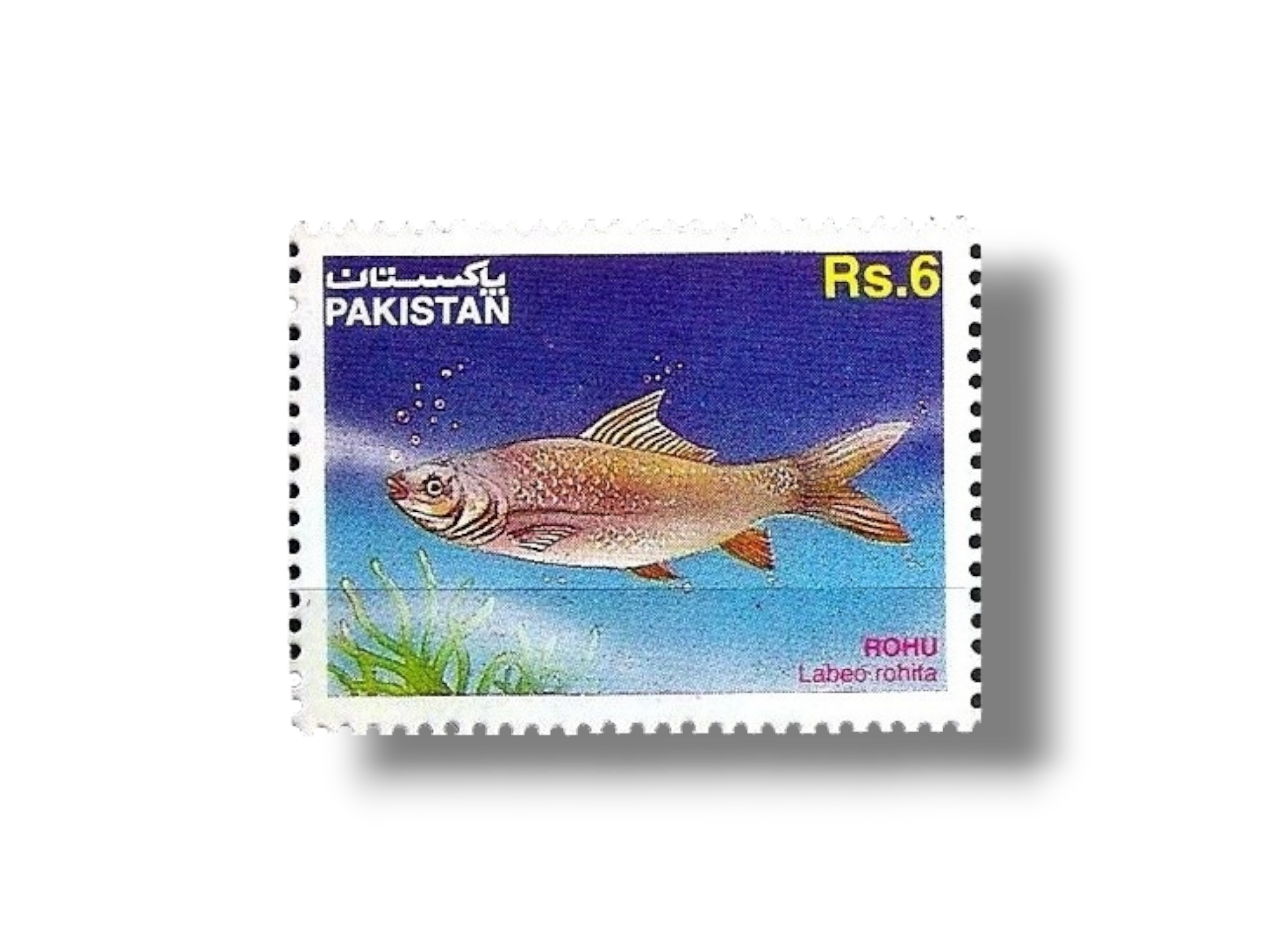 1995 PK966 Indian Grass Carp Labeo rohita