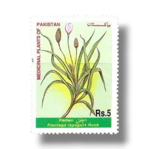 1999 PK1099 Medicinal Plants Plantain Plantago ispagula