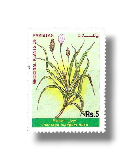 1999 PK1099 Medicinal Plants Plantain Plantago ispagula