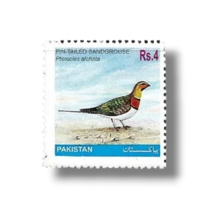 2001 PK1147 Pin-tailed Sandgrouse Pterocles alchata