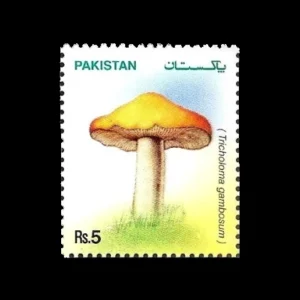 2005 PK1296 Mushrooms