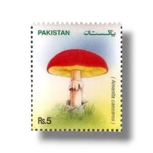 2005 PK1297 Mushrooms