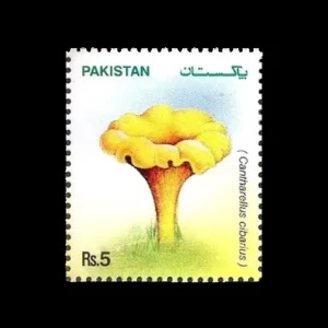 2005 PK1298 Mushrooms