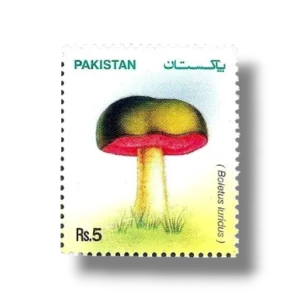 2005 PK1299 Mushrooms