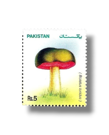 2005 PK1299 Mushrooms