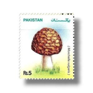 2005 PK1300 Mushrooms