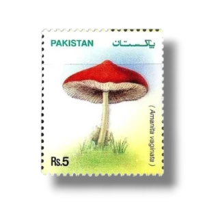 2005 PK1301 Mushrooms