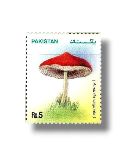 2005 PK1301 Mushrooms