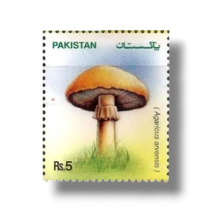 2005 PK1302 Mushrooms