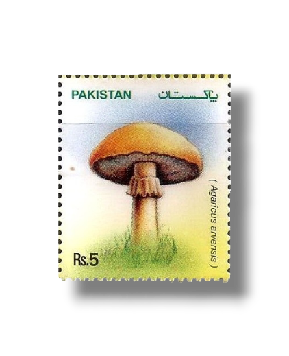 2005 PK1302 Mushrooms