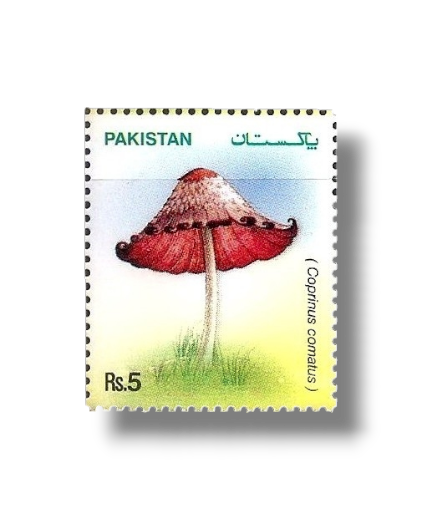 2005 PK1303 Mushrooms