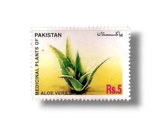 2006 Pk1333 Medicinal Plants of Pakistan Aloe Vera