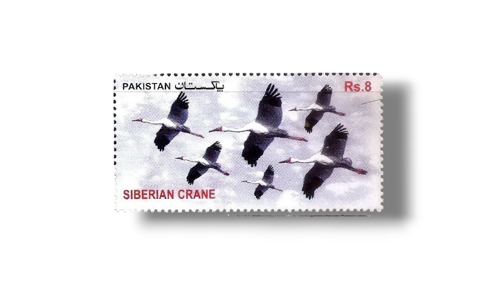 2012 PK1463 Migratory Birds Siberian Crane (Grus leucogeranus)