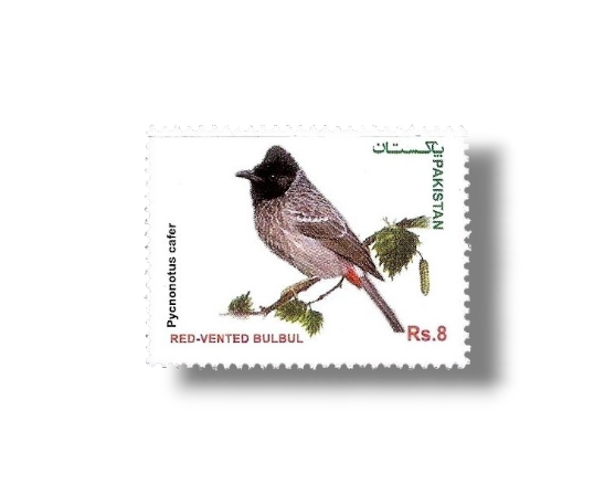 2013 PK1493 Red-vented Bulbul Pycnonotus cafer