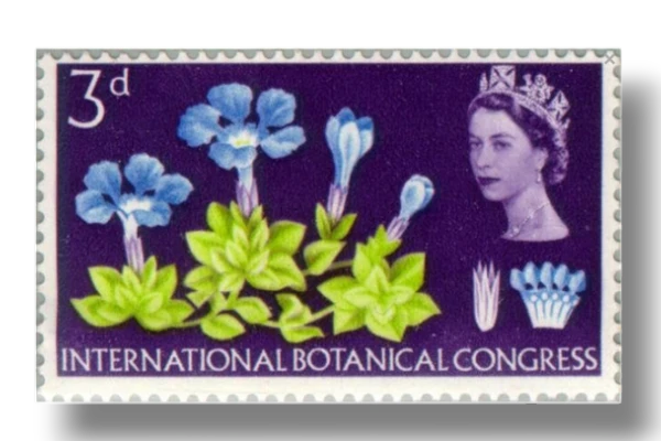 Spring Gentian