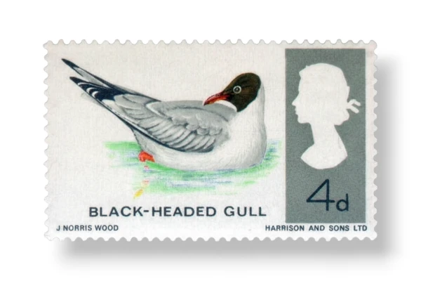 Black-headed