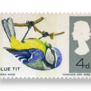 Blue Tit